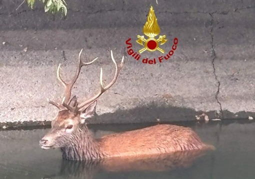 Lieto fine a Castano Primo: cervo in difficoltà tratto in salvo e restituito alla natura Lieto fine a Castano Primo: cervo in difficoltà tratto in salvo e restituito alla natura