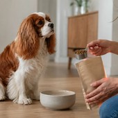 Cuore del cane: alimentazione, peso e movimento da gestire con attenzione