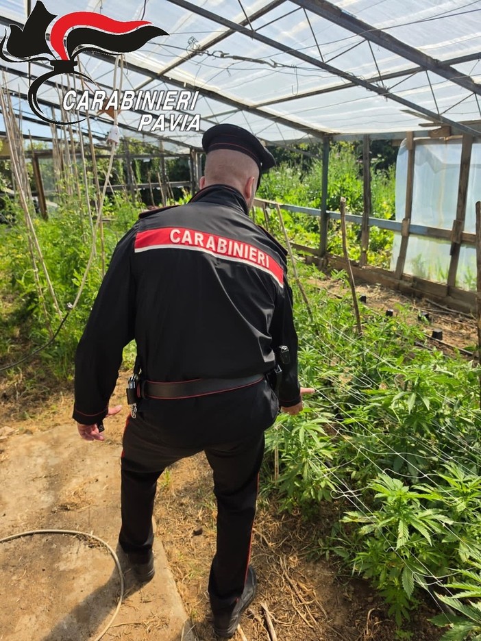 Maxi operazione antidroga dei Carabinieri di Belgioioso. Due arresti, 17 indagati ed un’ingente quantità di sostanza stupefacente sequestrata Maxi operazione antidroga dei Carabinieri di Belgioioso. Due arresti, 17 indagati ed un’ingente quantità di sostanza stupefacente sequestrata