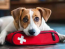 Magenta, l’allarme di un veterinario: “Attenzione ai corsi di primo soccorso agli animali fatti da chi non è idoneo” Magenta, l’allarme di un veterinario: “Attenzione ai corsi di primo soccorso agli animali fatti da chi non è idoneo”