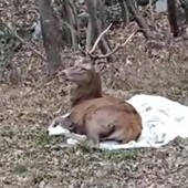 Spaventato dai botti fugge tra le vie di Nova Milanese, cervo recuperato e salvato