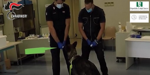 Milano: Max e Berla, i cani anti Covid dell’Arma dei Carabinieri all’ospedale Sacco