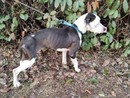 Vita da cani… un incubo. Intervento delle Guardie Zoofile a Pavia