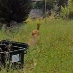 Carabinieri forestali, Polizia provinciale e Vigili del fuoco insieme per salvare un capriolo disorientato nel centro di Voghera Carabinieri forestali, Polizia provinciale e Vigili del fuoco insieme per salvare un capriolo disorientato nel centro di Voghera