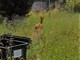 Carabinieri forestali, Polizia provinciale e Vigili del fuoco insieme per salvare un capriolo disorientato nel centro di Voghera Carabinieri forestali, Polizia provinciale e Vigili del fuoco insieme per salvare un capriolo disorientato nel centro di Voghera