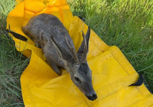 Cerbiatti finiti nel canale liberati dai Vigili del Fuoco tra Turbigo e Nosate
