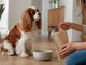 Cuore del cane: alimentazione, peso e movimento da gestire con attenzione Cuore del cane: alimentazione, peso e movimento da gestire con attenzione