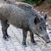 Confienza, investe un cinghiale: automobilista ferito dopo lo schianto Confienza, investe un cinghiale: automobilista ferito dopo lo schianto