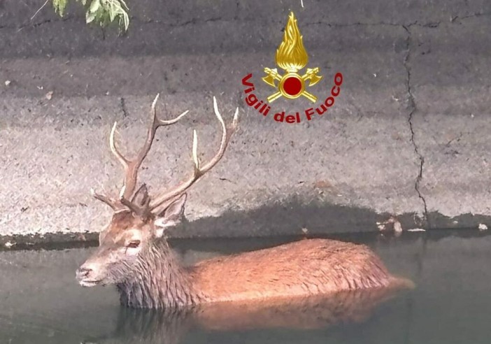 Lieto fine a Castano Primo: cervo in difficoltà tratto in salvo e restituito alla natura