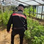 Maxi operazione antidroga dei Carabinieri di Belgioioso. Due arresti, 17 indagati ed un’ingente quantità di sostanza stupefacente sequestrata