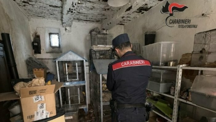 Borgo Ticino, vendeva animali esotici su Facebook: sequestrati 27 esemplari Borgo Ticino, vendeva animali esotici su Facebook: sequestrati 27 esemplari