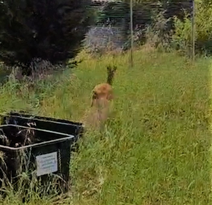 Carabinieri forestali, Polizia provinciale e Vigili del fuoco insieme per salvare un capriolo disorientato nel centro di Voghera Carabinieri forestali, Polizia provinciale e Vigili del fuoco insieme per salvare un capriolo disorientato nel centro di Voghera