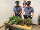 Garlasco: i carabinieri sequestrano oltre un chilo di marijuana a un 30enne Garlasco: i carabinieri sequestrano oltre un chilo di marijuana a un 30enne