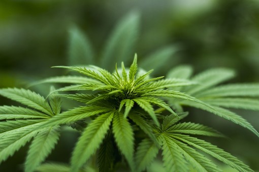La Cassazione: coltivare cannabis in casa non è illegale, in qualche caso
