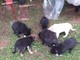 Robecco: trovati cuccioli abbandonati in un cascinale di Carpenzago Robecco: trovati cuccioli abbandonati in un cascinale di Carpenzago