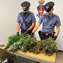 Garlasco: i carabinieri sequestrano oltre un chilo di marijuana a un 30enne Garlasco: i carabinieri sequestrano oltre un chilo di marijuana a un 30enne
