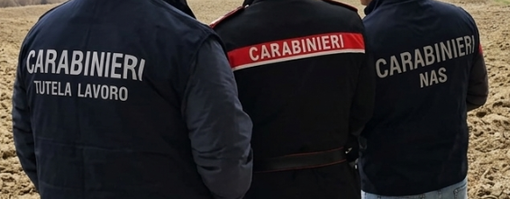 Vigevano, i carabinieri scoprono una pensione per cani abusiva: scatta il sequestro e 3mila euro di multa Vigevano, i carabinieri scoprono una pensione per cani abusiva: scatta il sequestro e 3mila euro di multa