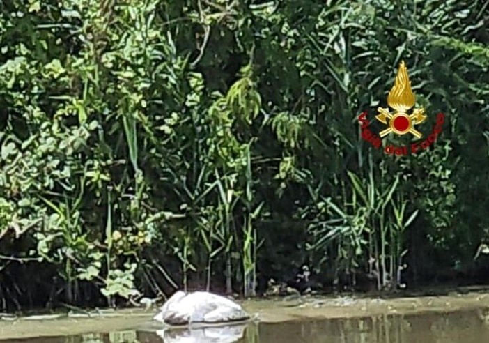 I Vigili del fuoco salvano un cigno ferito sulla sponda del Lambro nel Pavese