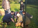 Abbiategrasso: liberato il capriolo rimasto imprigionato nel parco della Fossa