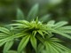 L'aumento dell'uso di CBD in Italia sta cambiando il panorama delle prescrizioni L'aumento dell'uso di CBD in Italia sta cambiando il panorama delle prescrizioni