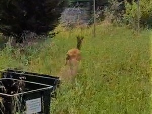 Carabinieri forestali, Polizia provinciale e Vigili del fuoco insieme per salvare un capriolo disorientato nel centro di Voghera Carabinieri forestali, Polizia provinciale e Vigili del fuoco insieme per salvare un capriolo disorientato nel centro di Voghera