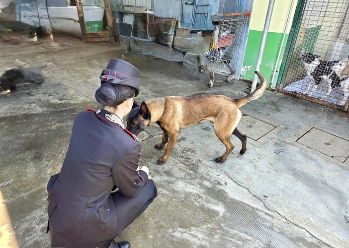Vigevano, i carabinieri salvano un cane in stato di abbandono e denunciano il proprietario anche per detenzione di stupefacenti ai fini di spaccio