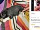 Cucciolo ceduto illegalmente sul web: recuperato dalle guardie dell’Oipa di Milano-Monza, multa da 1000 euro ai venditori