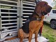Trecate, operativo il cane molecolare Dikra della Polizia locale Trecate, operativo il cane molecolare Dikra della Polizia locale