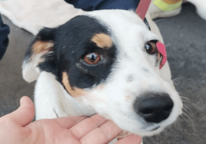 Milano, cane utilizzato per l’accattonaggio: sequestro e possibile confisca con la nuova legge regionale