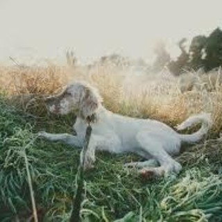 Sette cani di caccia morti soffocati durante il viaggio dalla Lombardia alla Lapponia