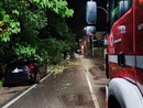 Notte di maltempo a Pavia, albero si abbatte su alcune auto