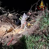 Torre d'Isola: cane scivola e rimane bloccato sulla sponda del Ticino, i Vigili del fuoco lo mettono in salvo Torre d'Isola: cane scivola e rimane bloccato sulla sponda del Ticino, i Vigili del fuoco lo mettono in salvo