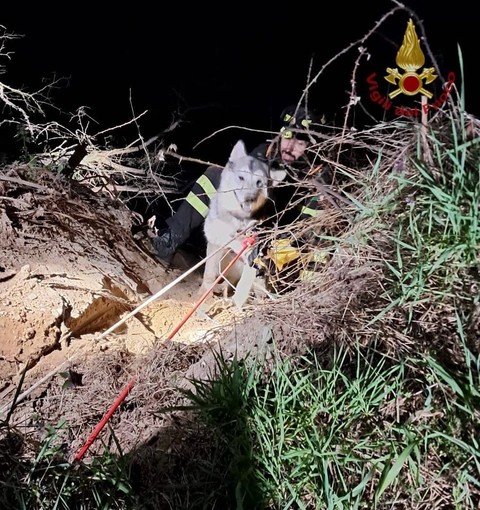 Torre d'Isola: cane scivola e rimane bloccato sulla sponda del Ticino, i Vigili del fuoco lo mettono in salvo