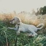 Sette cani di caccia morti soffocati durante il viaggio dalla Lombardia alla Lapponia Sette cani di caccia morti soffocati durante il viaggio dalla Lombardia alla Lapponia