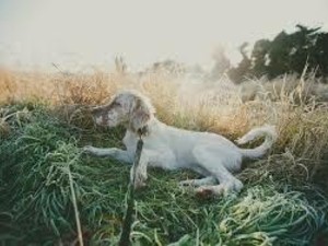 Sette cani di caccia morti soffocati durante il viaggio dalla Lombardia alla Lapponia Sette cani di caccia morti soffocati durante il viaggio dalla Lombardia alla Lapponia