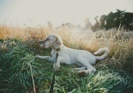 Sette cani di caccia morti soffocati durante il viaggio dalla Lombardia alla Lapponia Sette cani di caccia morti soffocati durante il viaggio dalla Lombardia alla Lapponia