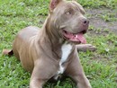 Bimba azzannata a Sesto da pitbull, Oipa: &quot;Vittima delle mode&quot;