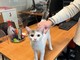 (nella foto il gattino salvato dai pompieri a Zeme) (nella foto il gattino salvato dai pompieri a Zeme)