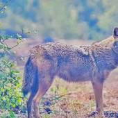 Nel Parco del Ticino spunta lo Sciacallo Dorato
