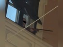 Con il fucile puntato sulla folla fuori da una finestra di Albenga
