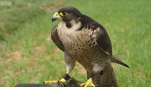 Falco pellegrino scappa dal Pirellone, ritrovato dalla Polizia Locale
