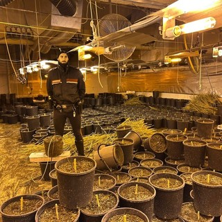 Santa Margherita Staffora: i carabinieri trovano un capannone con 64 chili di marijuana, arrestate quattro persone