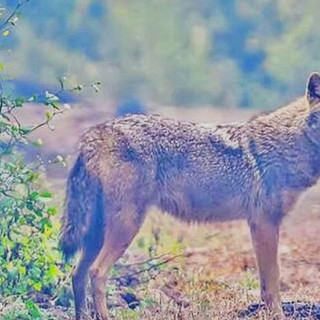 Nel Parco del Ticino spunta lo Sciacallo Dorato