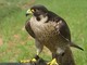 Falco pellegrino scappa dal Pirellone, ritrovato dalla Polizia Locale