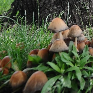 Sos funghi killer, esperto: "Già 4 morti e più intossicazioni dell'anno scorso"