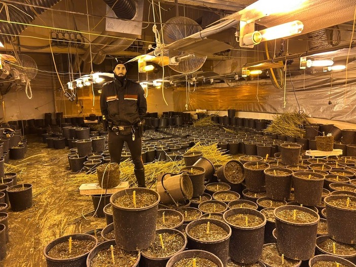 Santa Margherita Staffora: i carabinieri trovano un capannone con 64 chili di marijuana, arrestate quattro persone Santa Margherita Staffora: i carabinieri trovano un capannone con 64 chili di marijuana, arrestate quattro persone