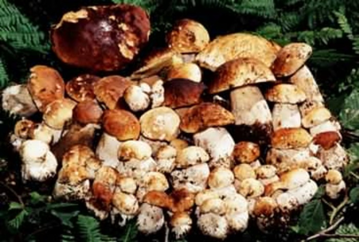 Funghi, già 58 intossicazioni nel 2019. La Regione: ‘Controllare è importante’ Funghi, già 58 intossicazioni nel 2019. La Regione: ‘Controllare è importante’