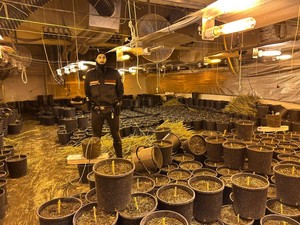 Santa Margherita Staffora: i carabinieri trovano un capannone con 64 chili di marijuana, arrestate quattro persone