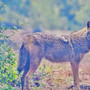 Nel Parco del Ticino spunta lo Sciacallo Dorato