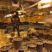Santa Margherita Staffora: i carabinieri trovano un capannone con 64 chili di marijuana, arrestate quattro persone